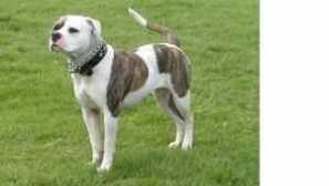 Порода за кучета: характеристики, грижи и образование