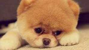 Порода кучета pomeranian spitz и chow chow изглеждат като мечки