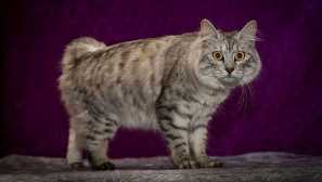 Порода котки с къса опашка: характеристики и характер на невероятни домашни любимци