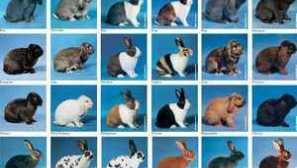 Порода зайци, със снимки и имена