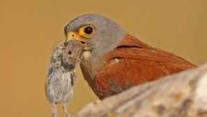 Навици на сокол. Местообитанието на обикновен празен