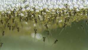 Практически съвети за отглеждане на молтина