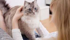 Вярно ли е, че котките се третират