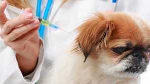 Ваксинация за кучета за пироплазмоза за кучета