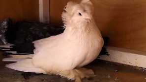 За бухара гълъб