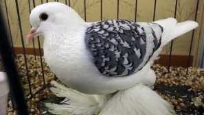 За гълъбите