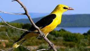 За oriwright: описание на птиците