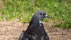 За плаши гълъбите