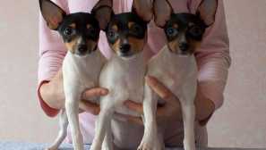 Произхода на домашните кучета