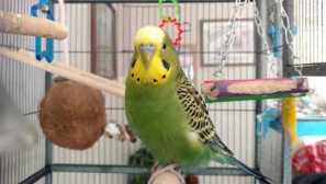 След като е преминала обучението на личността, папагалът се върна на котката