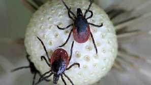 Са кърлежи скок като движещи се, как да жертват как да атакуват хората?