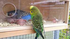 Кисели краставички на вълнообразния папагал