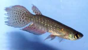 Perolebias: описание и съдържание.