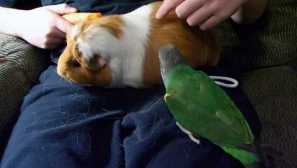 Bird house прекомерно приятелство папагал ашодю гвинея кръг