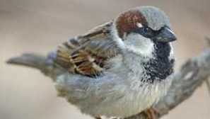 Птица начало спароу. Какво се захранва и как живее къщата