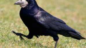 Bird grach: как изглежда и къде зимата, описанието и снимката