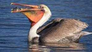 Пеликан птица: начин на живот, местообитание, където рибните гънки