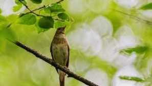 Nightingale на птиците: начин на живот, където зимата, развъждането и храненето