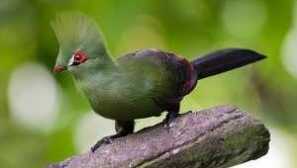 Bird turako: описание и видове банони