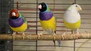 Amadins птици, описание, видове, грижи и съдържание