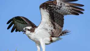 Птици от региона брянск