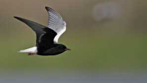 Птици от региона владимир