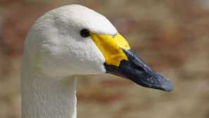 Птици от украйна