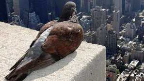 Птици, живеещи до човек