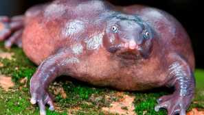 Лилава жаба