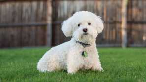 Пухкав снежинка: 5 породи кучета със сняг бял цвят