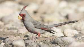 Изоставен кардинален