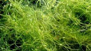 Горбат балон, общ балон - аквариумни растения.