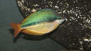 Описание на фотопроизводството на снимка