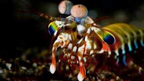 Луксозен лукс за рак