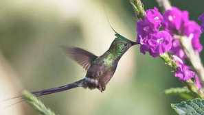 Ракетни барут