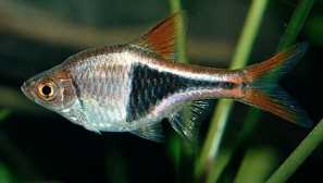 Хетероморф рол - етаж и устройство .