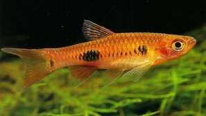 Rasbora калохрома: съдържание, разплод, снимка, видео.