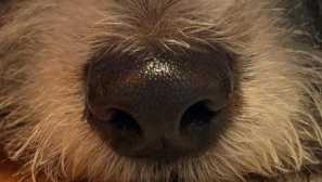 Общите факти за поведението на кучетата най-често се оказват фалшиви