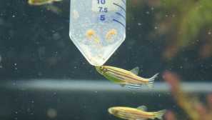 Данио размножаване у дома