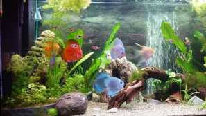 Дискусия развъждане