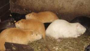 Разреждане и поддръжка на nuther у дома, обучение на видео