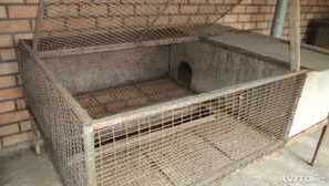 Разреждане и съдържание на nuther у дома