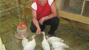 Развъждане и отглеждане на турция big-6 у дома