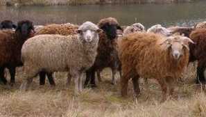 Отглеждане на овце на месо у дома за начинаещи