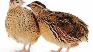 Разреждане на пъдпъдъци у дома - грижи и култивиране