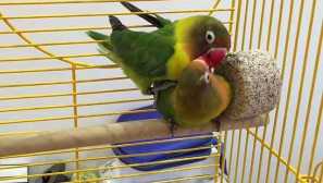 Отглеждане на папагали от лудовенков у дома