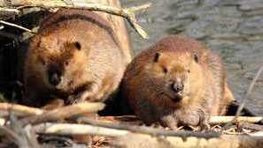 Река и европейски бобър. Характеристики на бобров