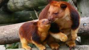 Редки и необичайни животни