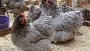 Рейтинг на месо от пилета с описание