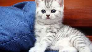 Препоръки за грижа за британските котенца